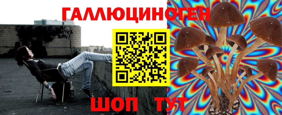 Галлюциногенные грибы Psilocybine cubensis Волхов