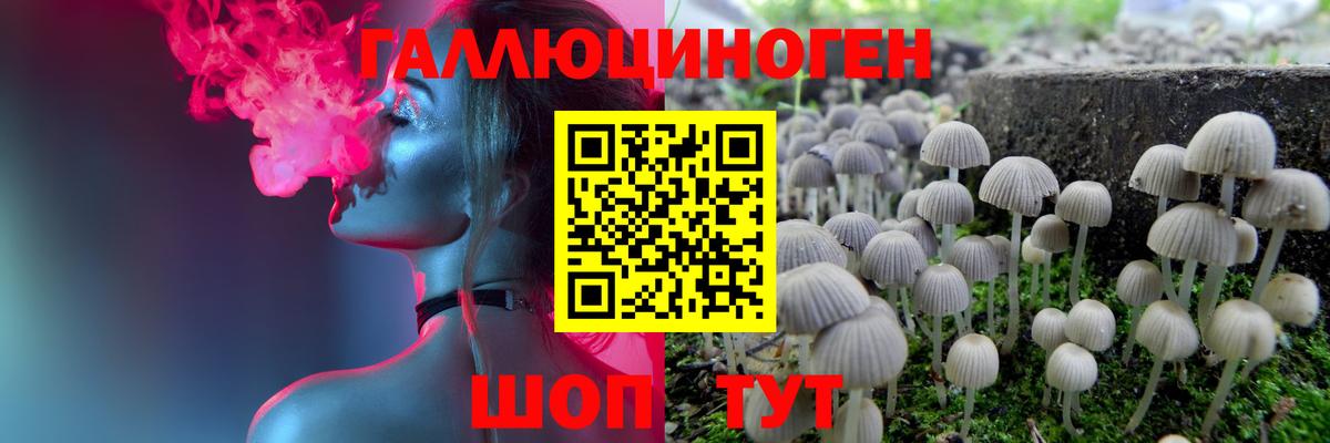 Волхов  Псилоцибиновые грибы Psilocybe  купить   Вход с VPN 